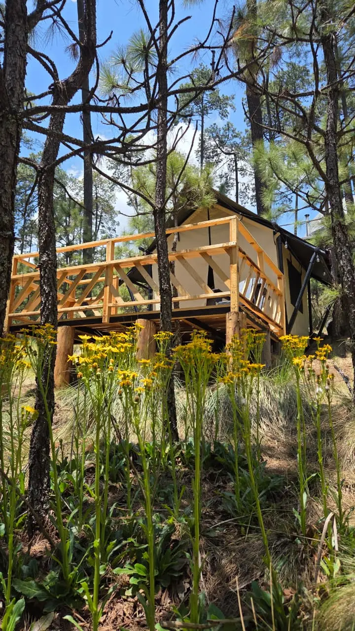Safari Tents