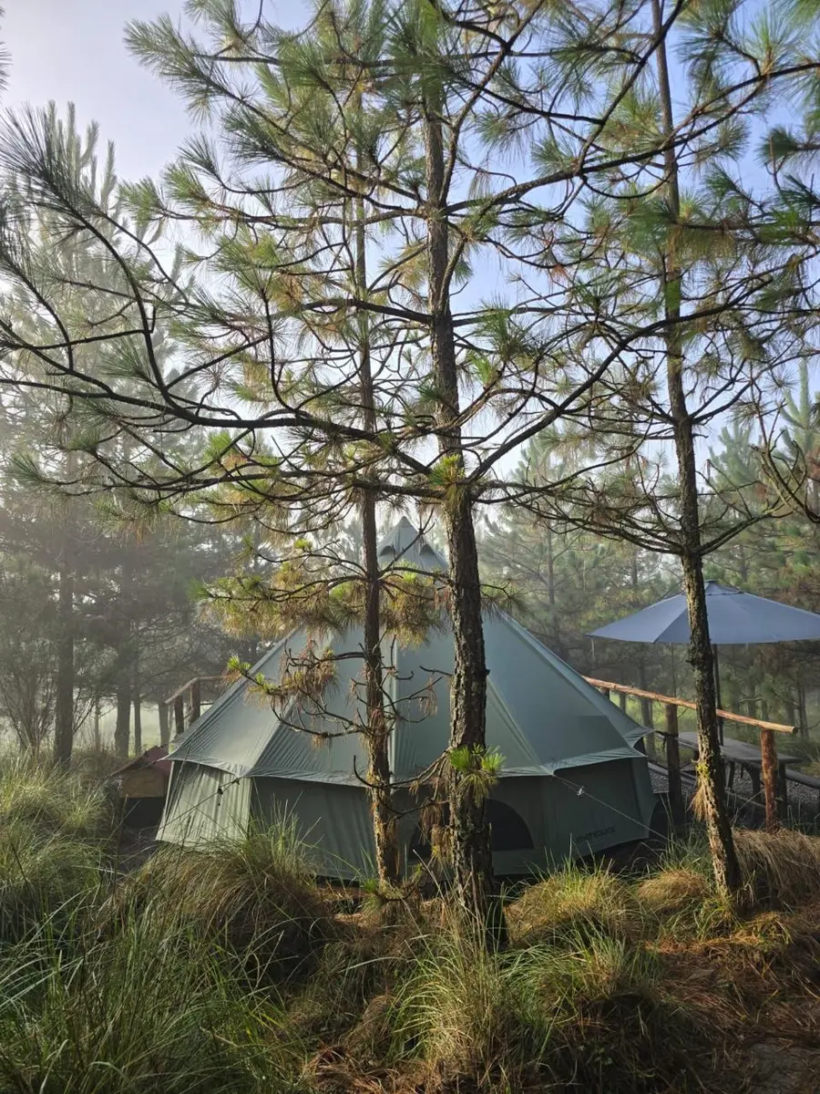 Forest Tents