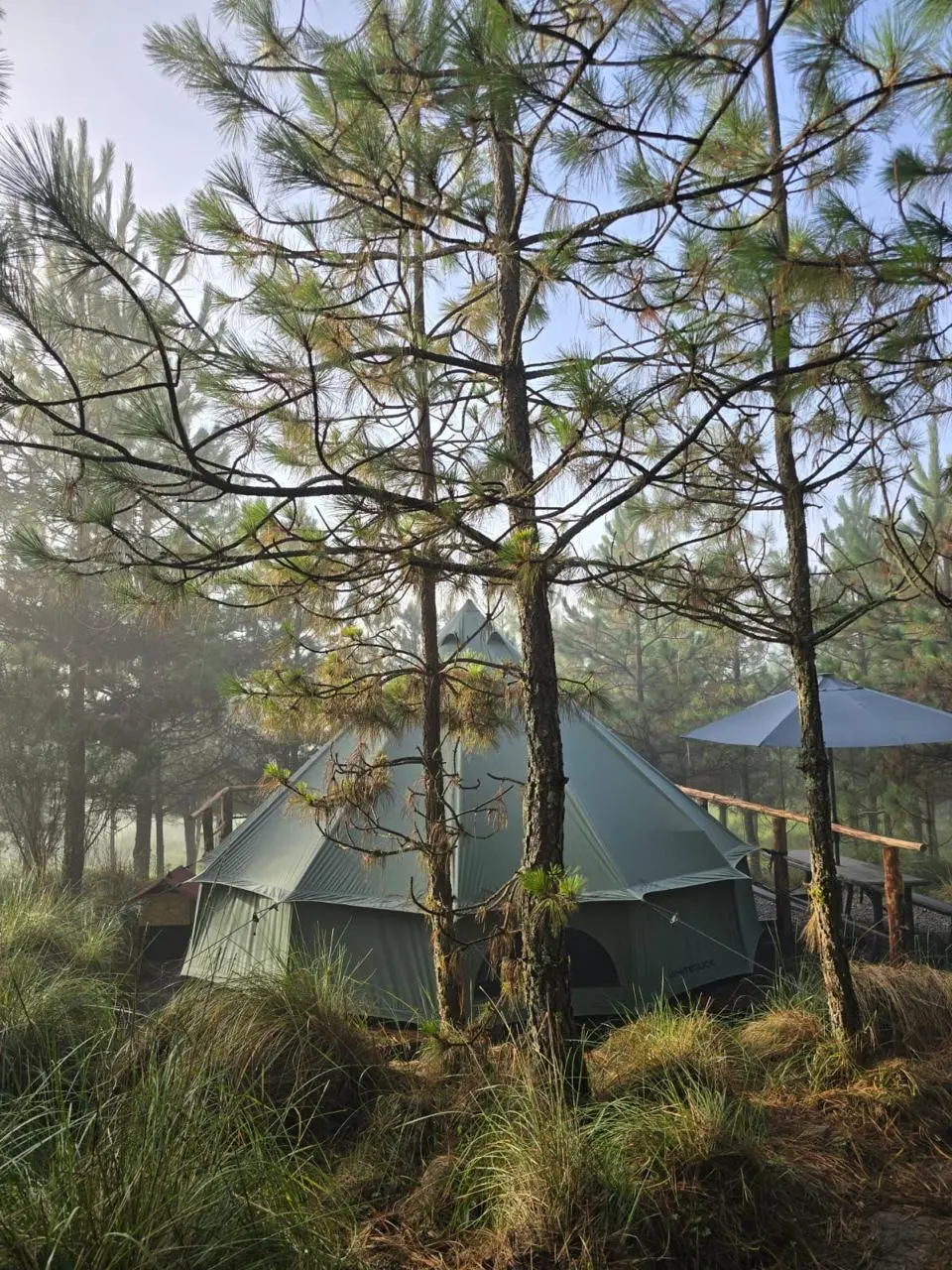 Forest Tents