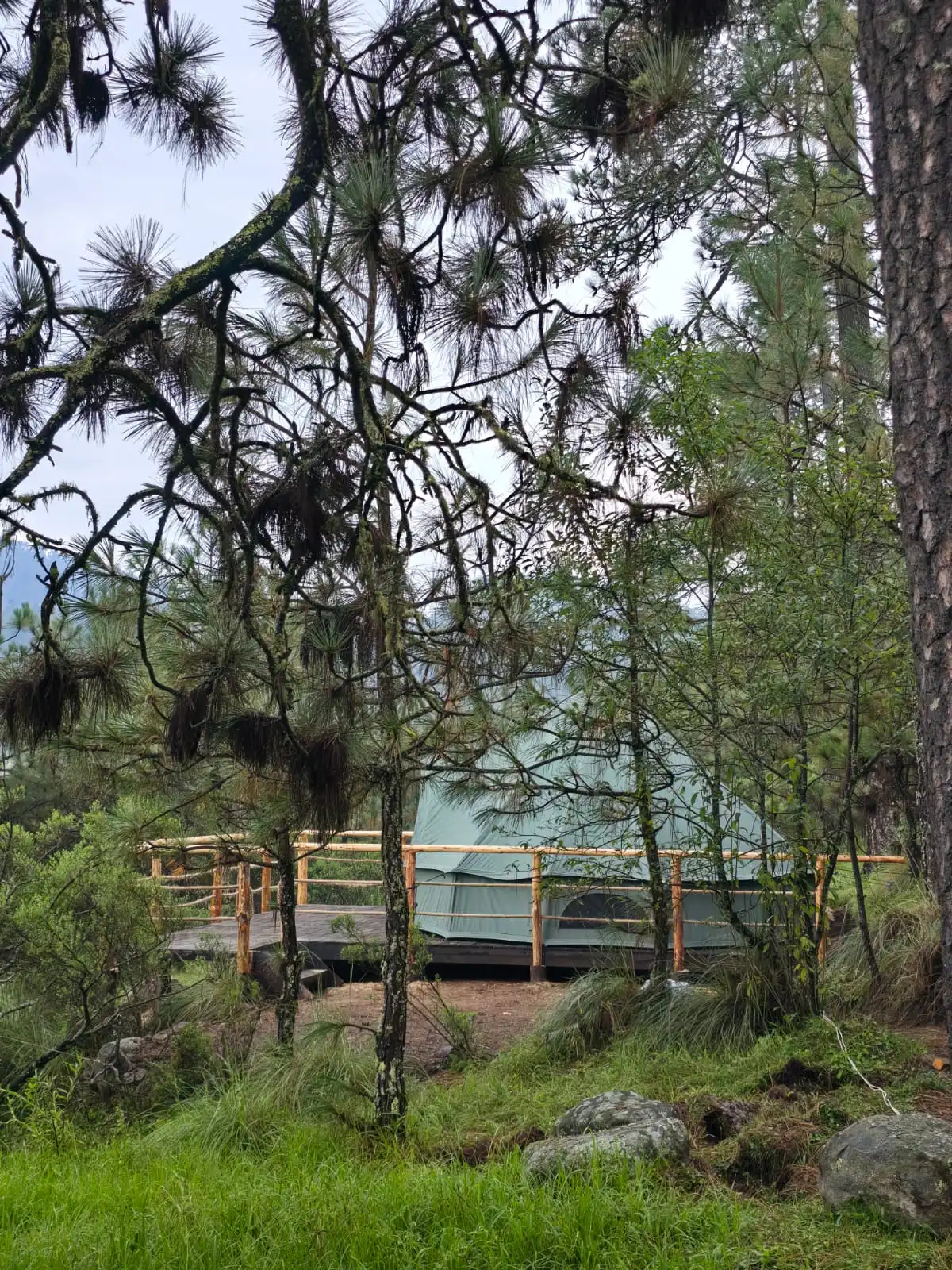 Forest Tents 2