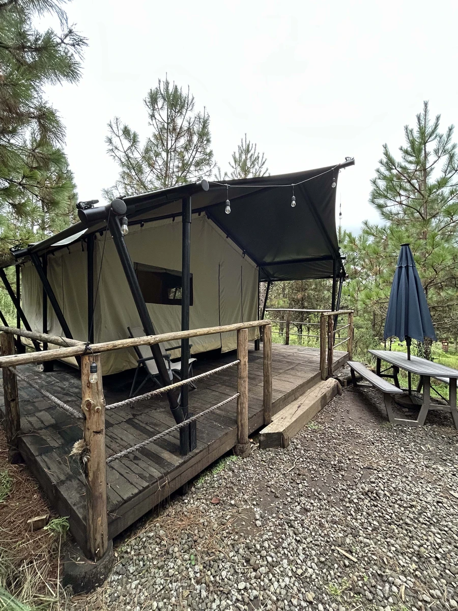 Forest Tents